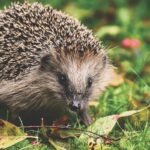 Robot Lawn Mowers and Hedgehog Safety: What UK Owners Need to Know