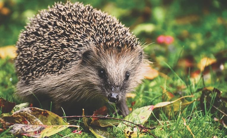 Robot Lawn Mowers and Hedgehog Safety: What UK Owners Need to Know